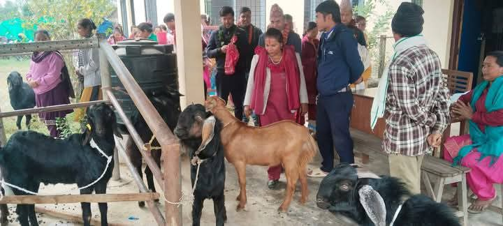 बारबर्दिया नगरपालिकामा स्वाबलम्बी समूहलाई बिउ बोका वितरण